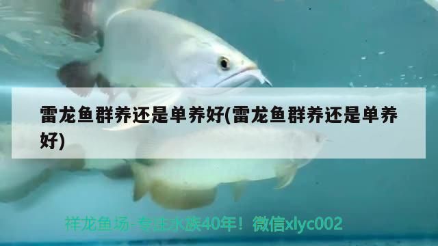 雷龍魚群養(yǎng)還是單養(yǎng)好(雷龍魚群養(yǎng)還是單養(yǎng)好) 雷龍魚群養(yǎng)還是單養(yǎng)好(雷龍魚群養(yǎng)還是單養(yǎng)好) 觀賞魚百科