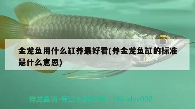 魚在佛教中的象征意義,從生命到解脫的深邃寓意 金龍魚用什么缸養最好看(養金龍魚缸的標準是什么意思) 觀賞魚百科 金龍魚用什么缸養最好看(養金龍魚缸的標準是什么意思) 金龍魚用什么缸養最好看(養金龍魚缸的標準是什么意思) 觀賞魚百科