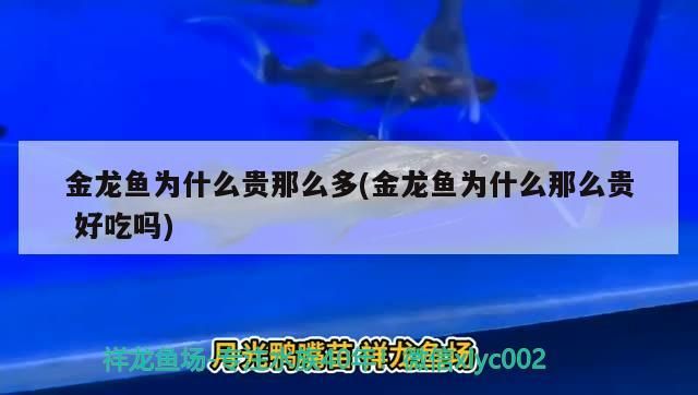 魚缸過濾器選購指南:自制魚缸過濾器魚缸上置過濾器對于養魚愛好者的必備知識 金龍魚為什么貴那么多(金龍魚為什么那么貴好吃嗎) 觀賞魚百科 金龍魚為什么貴那么多(金龍魚為什么那么貴好吃嗎) 金龍魚為什么貴那么多(金龍魚為什么那么貴好吃嗎) 觀賞魚百科