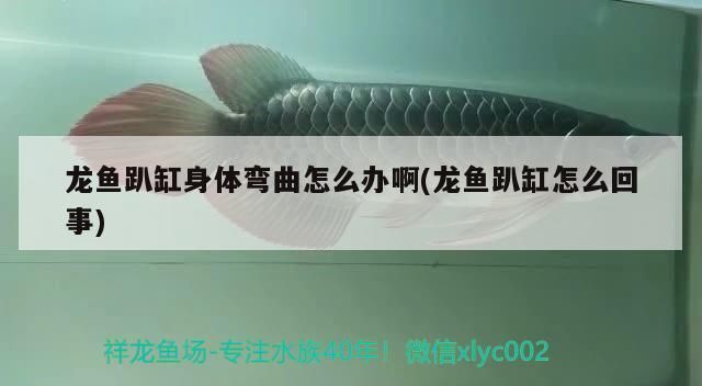魚藥 龍魚趴缸身體彎曲怎么辦啊(龍魚趴缸怎么回事) 觀賞魚百科 龍魚趴缸身體彎曲怎么辦啊(龍魚趴缸怎么回事) 龍魚趴缸身體彎曲怎么辦啊(龍魚趴缸怎么回事) 觀賞魚百科