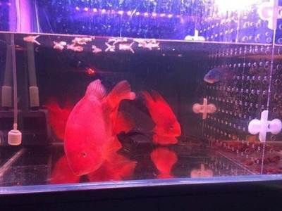成都觀賞魚(yú)批發(fā)市場(chǎng)：成都市觀賞魚(yú)批發(fā)市場(chǎng)