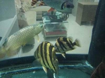 成都觀賞魚(yú)批發(fā)市場(chǎng)：成都市觀賞魚(yú)批發(fā)市場(chǎng)