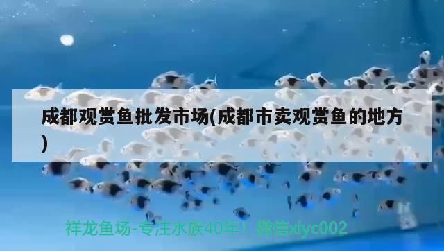 成都觀賞魚批發市場：成都市觀賞魚批發市場