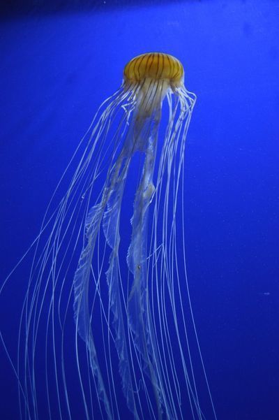 成都觀賞魚批發市場：成都市觀賞魚批發市場