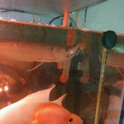成都觀賞魚(yú)批發(fā)市場(chǎng)：成都市觀賞魚(yú)批發(fā)市場(chǎng)
