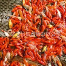 成都觀賞魚批發市場：成都市觀賞魚批發市場