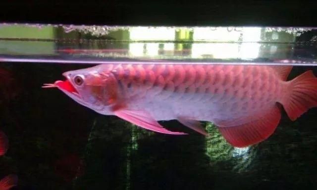雷龍魚有沒有毒（雷龍魚有沒有毒性）