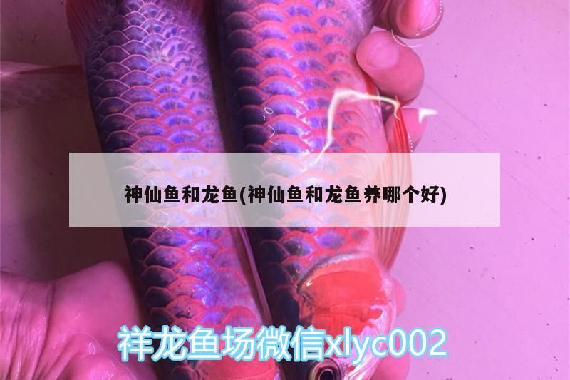 金龍魚 神仙魚和龍魚(神仙魚和龍魚養哪個好) 觀賞魚百科 神仙魚和龍魚(神仙魚和龍魚養哪個好) 神仙魚和龍魚(神仙魚和龍魚養哪個好) 觀賞魚百科