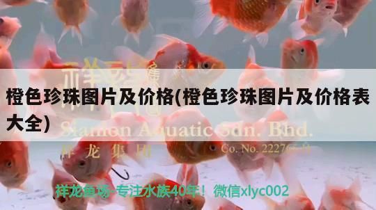 橙色珍珠圖片及價格(橙色珍珠圖片及價格表大全) 橙色珍珠圖片及價格(橙色珍珠圖片及價格表大全) 觀賞魚百科