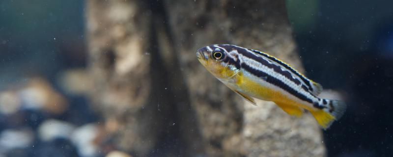 芳村花鳥魚蟲市場還在嗎（芳村花鳥魚蟲新市場） 芳村花鳥魚蟲市場還在嗎（芳村花鳥魚蟲新市場） 觀賞魚百科