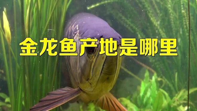 金龍魚是哪個國家產的 金龍魚是哪個國家產的 觀賞魚百科 第3張