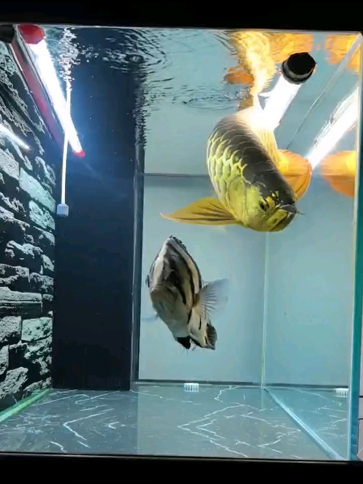 魚缸過濾器選購指南:自制魚缸過濾器魚缸上置過濾器對于養魚愛好者的必備知識 來個原聲 龍魚論壇 來個原聲 來個原聲 龍魚論壇