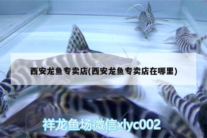 魚缸過濾器選購指南:自制魚缸過濾器魚缸上置過濾器對于養(yǎng)魚愛好者的必備知識 西安龍魚專賣店(西安龍魚專賣店在哪里) 觀賞魚百科 西安龍魚專賣店(西安龍魚專賣店在哪里) 西安龍魚專賣店(西安龍魚專賣店在哪里) 觀賞魚百科