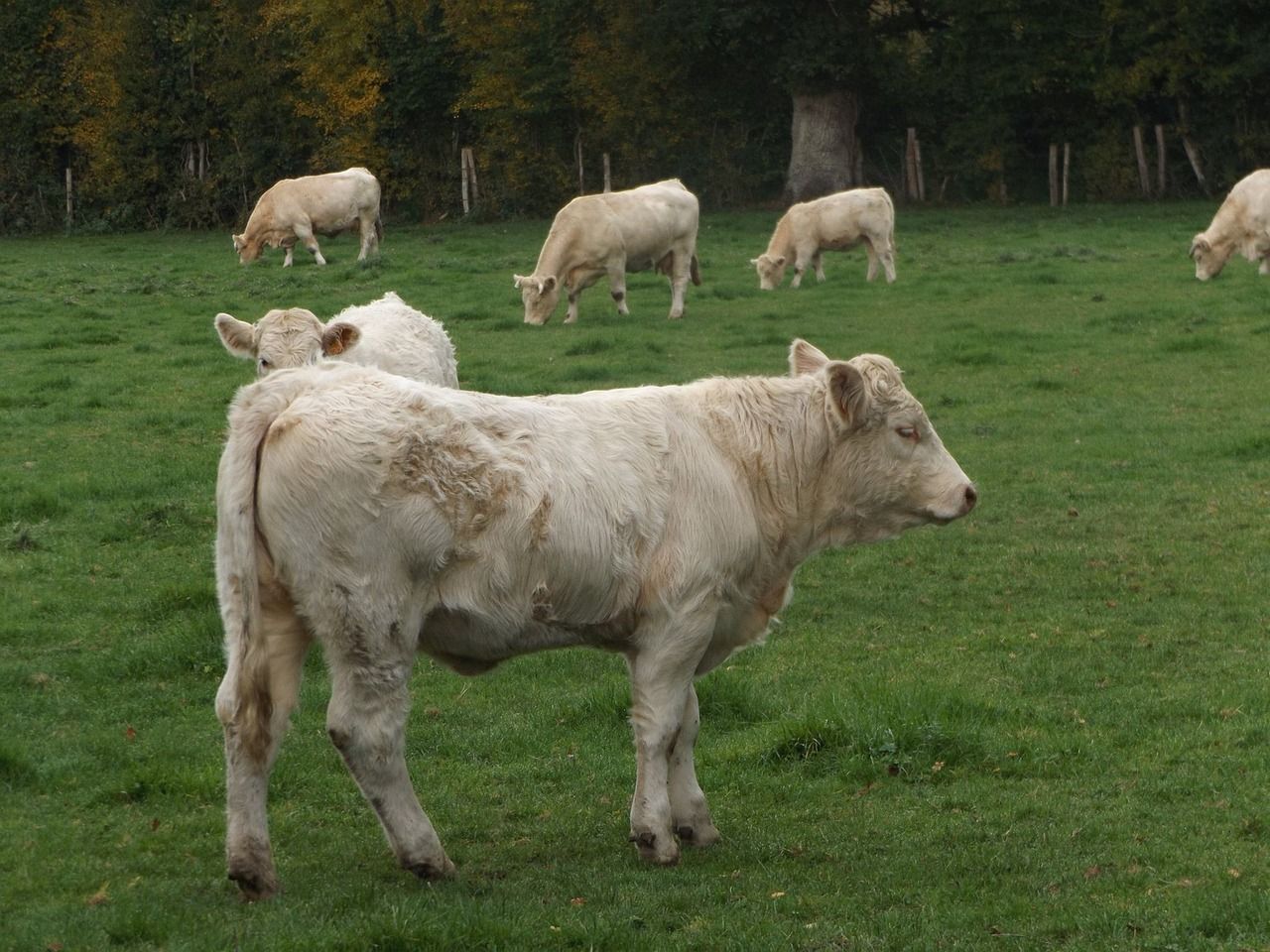 龍魚 蘇州魚缸維護電話 蘇州哪里賣魚缸 觀賞魚百科 蘇州魚缸維護電話 蘇州哪里賣魚缸 蘇州魚缸維護電話 蘇州哪里賣魚缸 觀賞魚百科