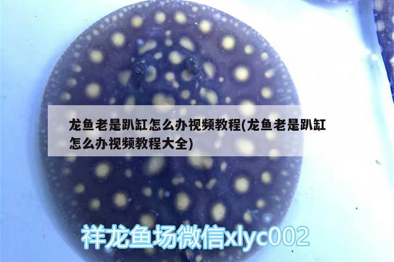 龍魚老是趴缸怎么辦視頻教程(龍魚老是趴缸怎么辦視頻教程大全) 龍魚老是趴缸怎么辦視頻教程(龍魚老是趴缸怎么辦視頻教程大全) 觀賞魚百科