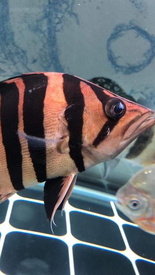 虎魚病癥狀圖片