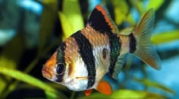 虎魚病癥狀圖片