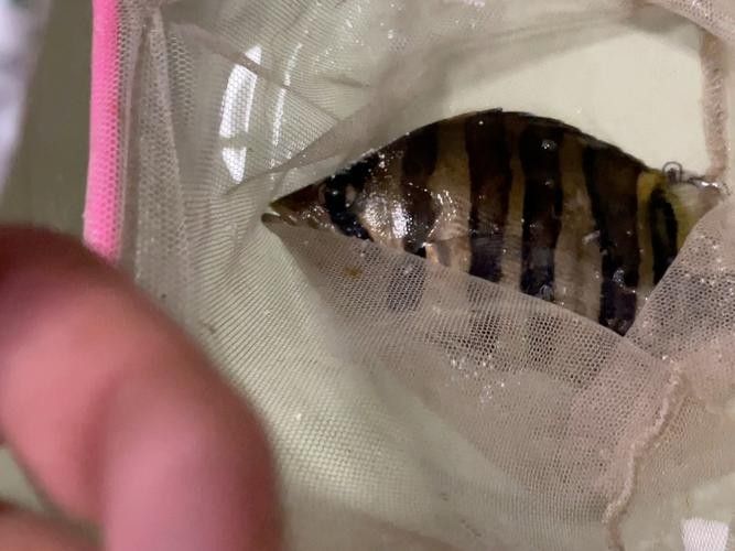 虎魚病癥狀圖片