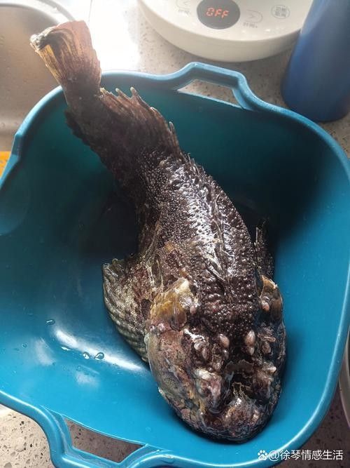 虎魚病癥狀圖片