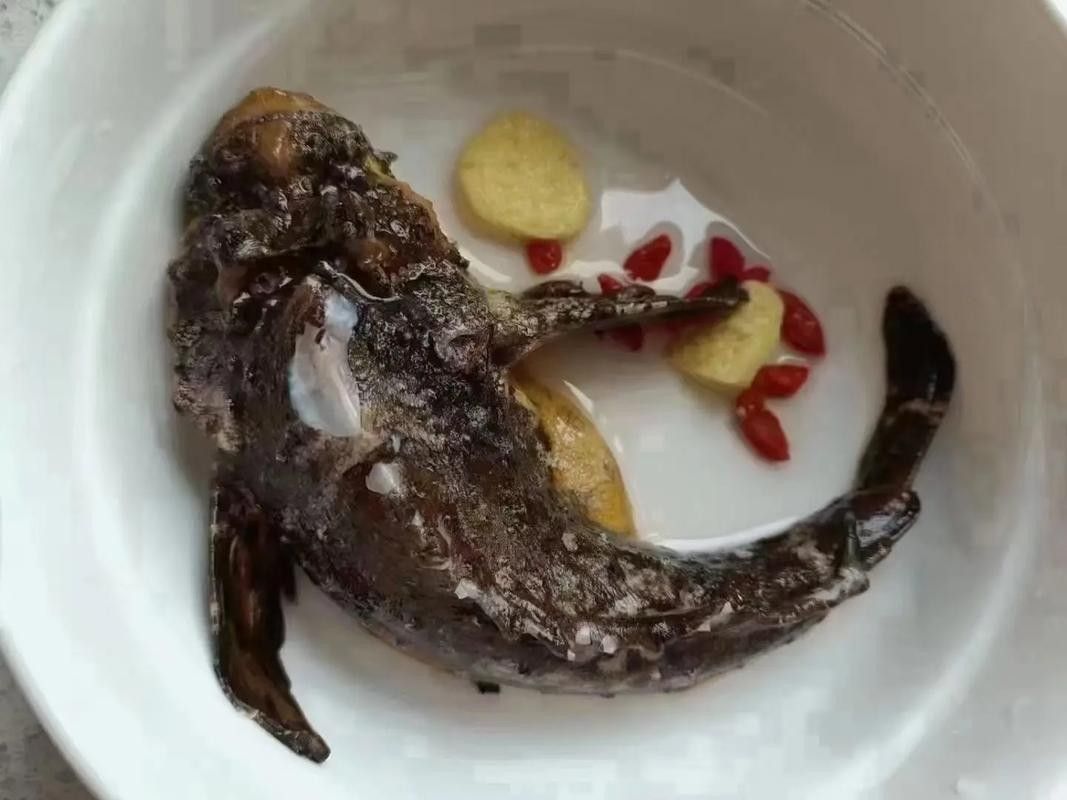 虎魚病癥狀圖片
