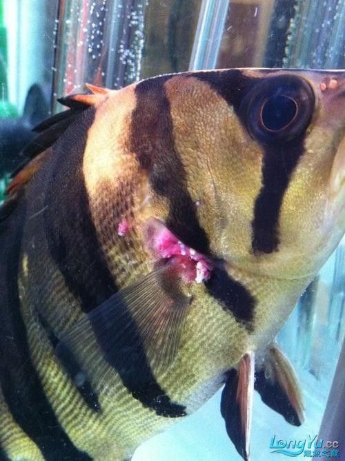 虎魚病癥狀圖片