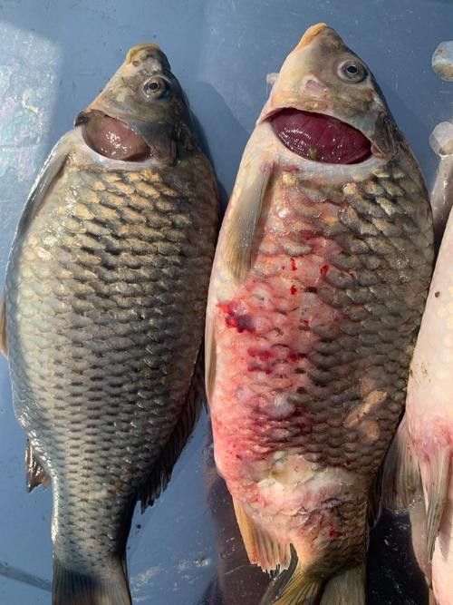 虎魚病癥狀圖片