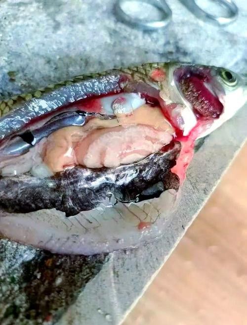 虎魚病癥狀圖片
