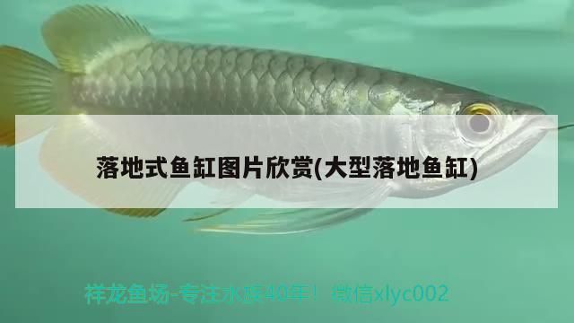 落地式魚缸圖片欣賞(大型落地魚缸) 落地式魚缸圖片欣賞(大型落地魚缸) 觀賞魚百科