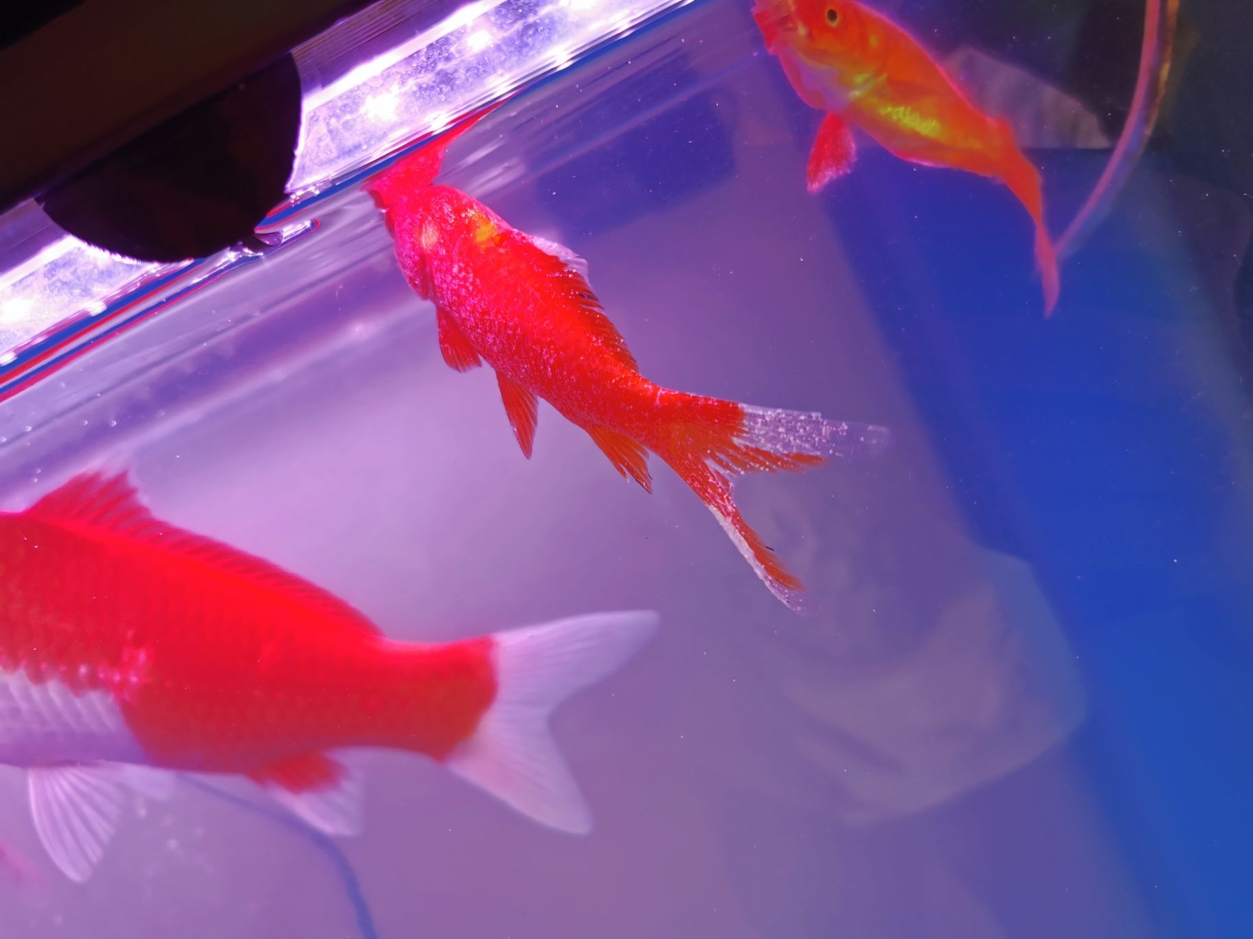 養銀龍魚需要注意什么細節(如何養銀龍魚最怕什么) 老是團滅 什么病都遇到了 觀賞魚百科 老是團滅 什么病都遇到了 老是團滅 什么病都遇到了 觀賞魚百科