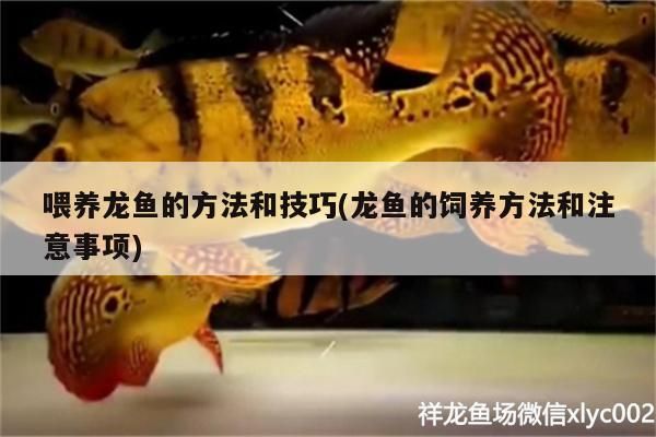喂養龍魚的方法和技巧(龍魚的飼養方法和注意事項) 喂養龍魚的方法和技巧(龍魚的飼養方法和注意事項) 觀賞魚百科