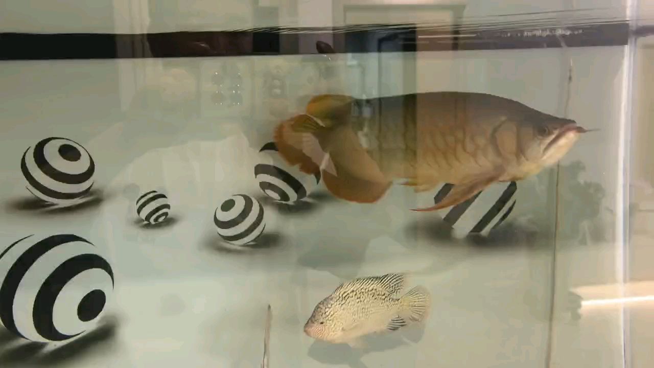 為什么銀龍魚那么便宜（為什么銀龍魚的價格相對于其他觀賞魚來說那么便宜？） 為什么銀龍魚那么便宜（為什么銀龍魚的價格相對于其他觀賞魚來說那么便宜？） 觀賞魚百科