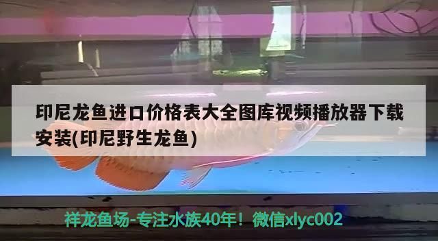 印尼龍魚進口價格表大全圖庫視頻播放器下載安裝(印尼野生龍魚)