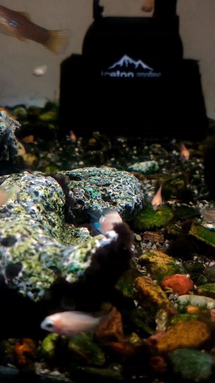 雙橋龍魚的最佳飼養(yǎng)水溫是多少，雙橋龍魚最佳飼養(yǎng)水溫通常在24-30攝氏度之間 雙橋龍魚的最佳飼養(yǎng)水溫是多少，雙橋龍魚最佳飼養(yǎng)水溫通常在24-30攝氏度之間 龍魚百科 第2張