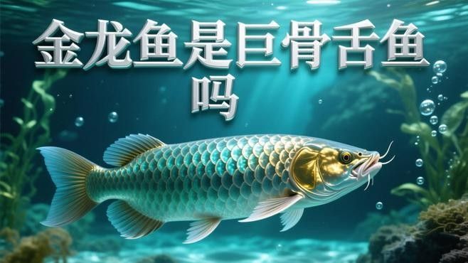 金龍魚的股票值得買嗎 金龍魚的股票值得買嗎 觀賞魚百科 第5張