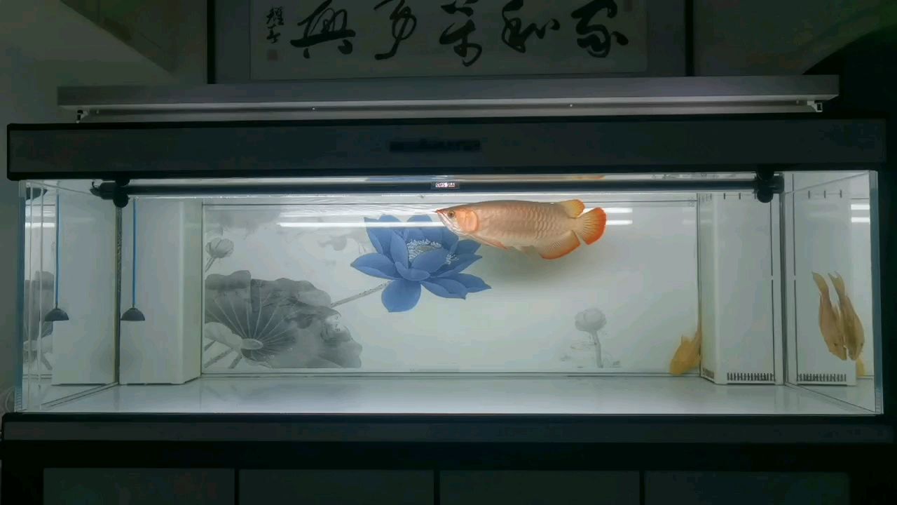萬般磨礪皆是成長 萬般磨礪皆是成長 龍魚論壇