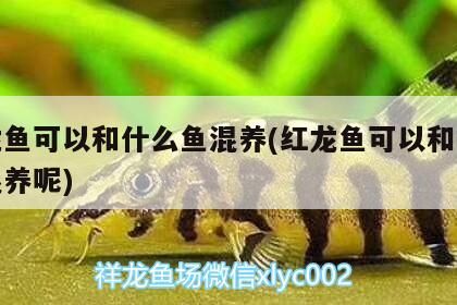 過背金龍魚幼魚視頻(藍底金龍魚發色過程記錄) 觀賞魚百科 第1張 過背金龍魚幼魚視頻(藍底金龍魚發色過程記錄) 過背金龍魚幼魚視頻(藍底金龍魚發色過程記錄) 觀賞魚百科 第1張