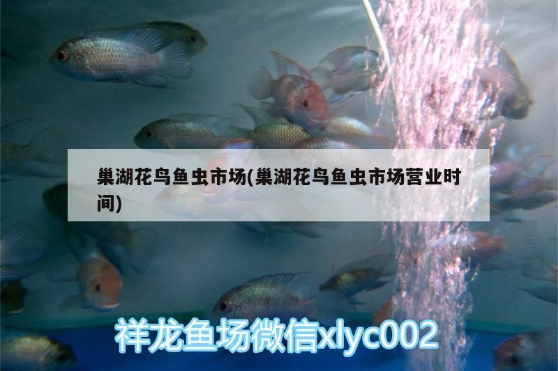 過背金龍魚幼魚視頻(藍底金龍魚發色過程記錄) 觀賞魚百科 第2張 過背金龍魚幼魚視頻(藍底金龍魚發色過程記錄) 過背金龍魚幼魚視頻(藍底金龍魚發色過程記錄) 觀賞魚百科 第2張