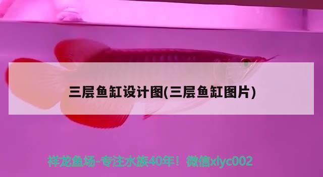 三層魚缸設計圖(三層魚缸圖片) 三層魚缸設計圖(三層魚缸圖片) 觀賞魚百科