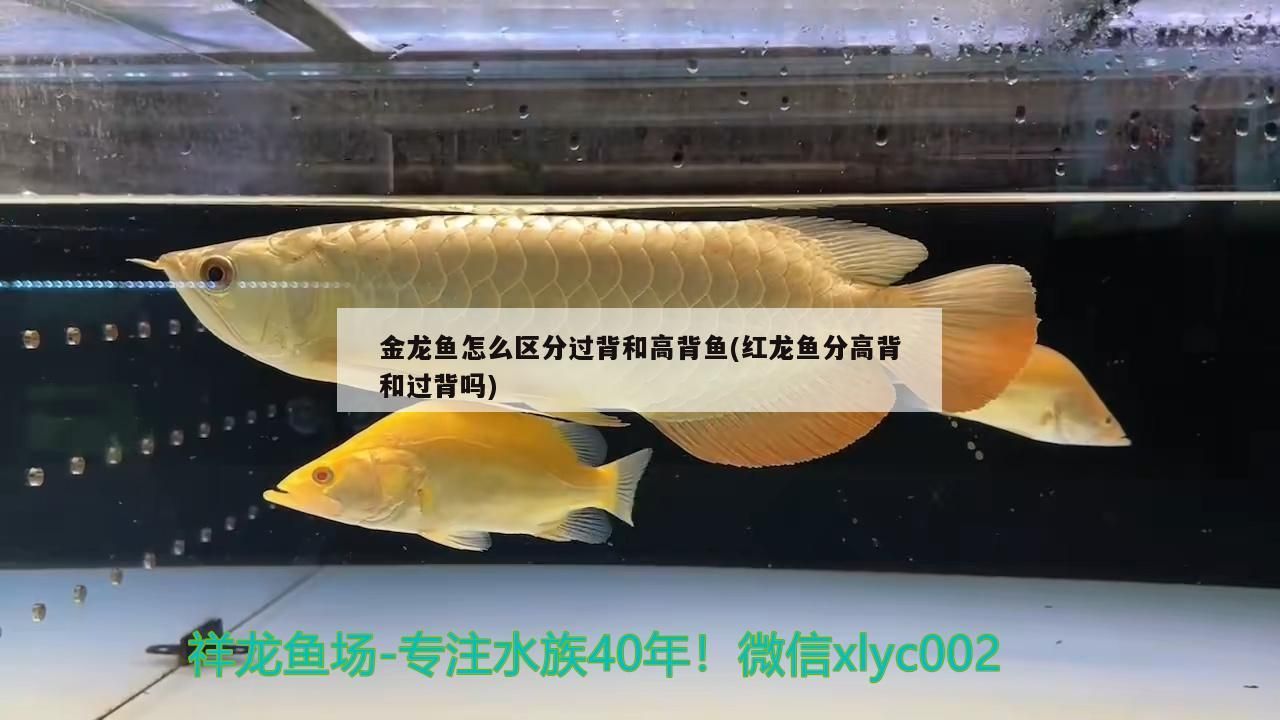 B級過背金龍魚 金龍魚怎么區分過背和高背魚(紅龍魚分高背和過背嗎) 觀賞魚百科 金龍魚怎么區分過背和高背魚(紅龍魚分高背和過背嗎) 金龍魚怎么區分過背和高背魚(紅龍魚分高背和過背嗎) 觀賞魚百科