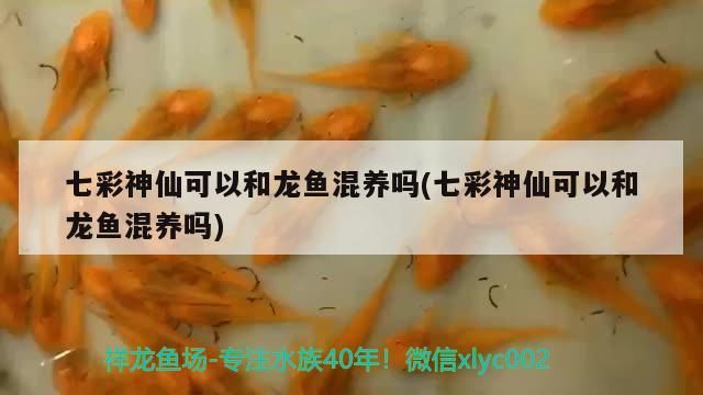 七彩神仙可以和龍魚混養嗎(七彩神仙可以和龍魚混養嗎)