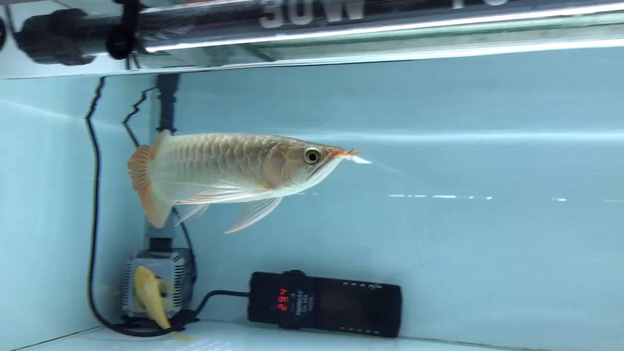 吐魯番觀賞魚市場花蕾