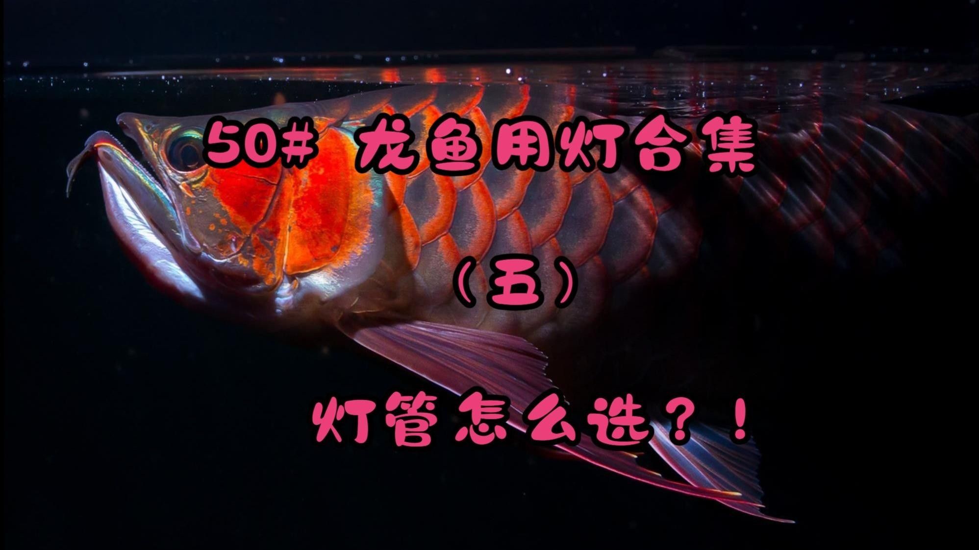 適合龍魚開燈的燈光種類