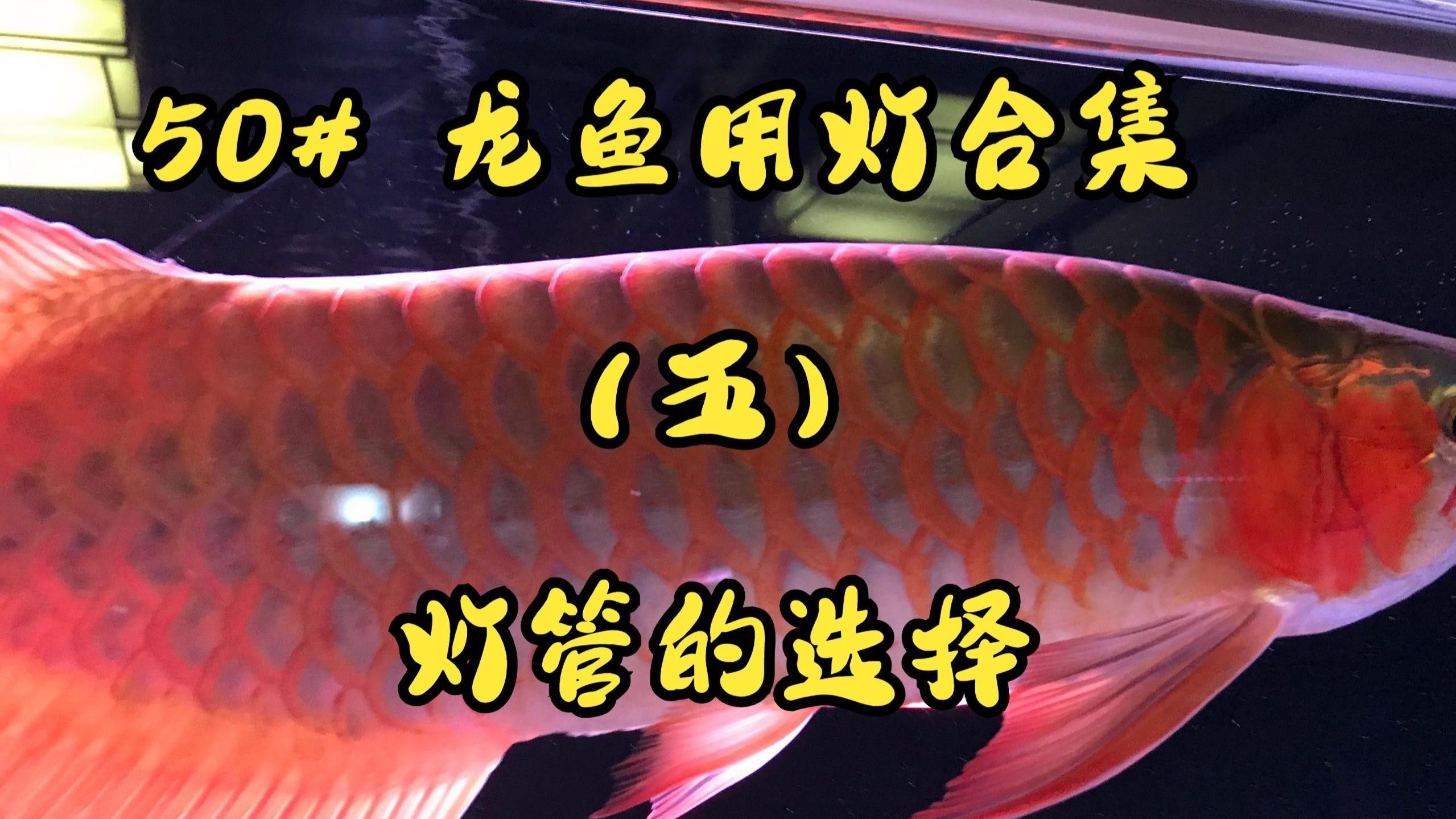 適合龍魚開燈的燈光種類