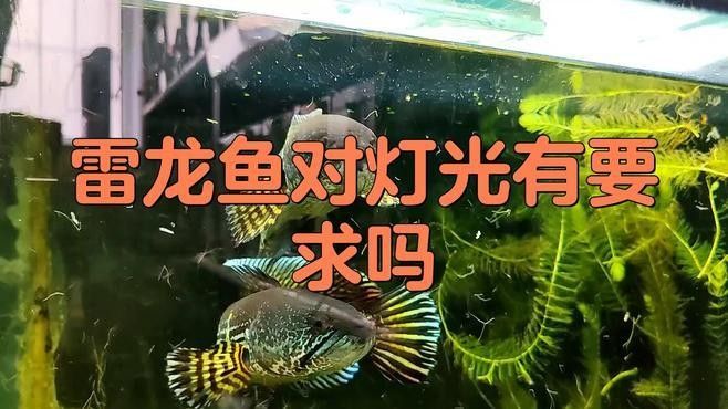 適合龍魚開燈的燈光種類