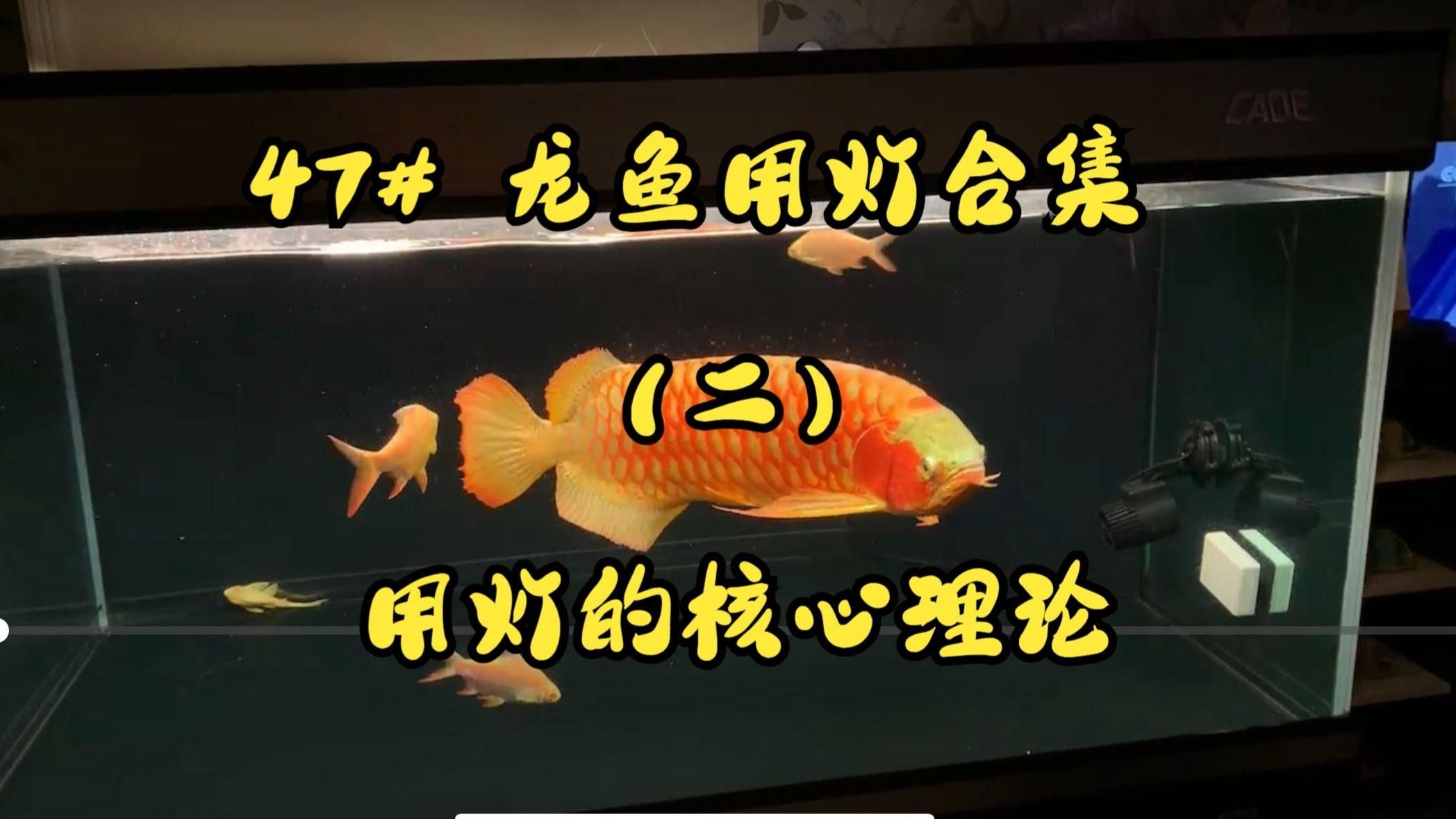 適合龍魚開燈的燈光種類