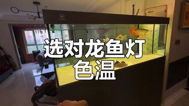 適合龍魚開燈的燈光種類