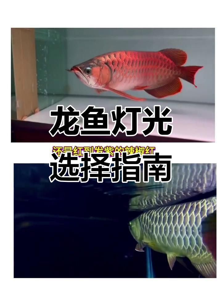 適合龍魚開燈的燈光種類