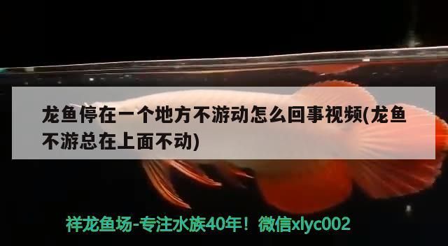 銀龍魚和什么魚混養好一點呢圖片欣賞（ 銀龍魚和什么魚混養好看） 銀龍魚和什么魚混養好一點呢圖片欣賞（ 銀龍魚和什么魚混養好看） 觀賞魚百科