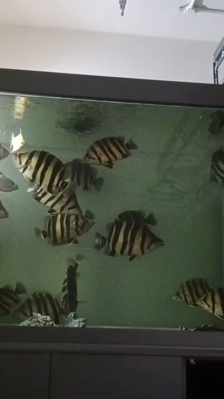 紅龍魚用黃燈烤有用嗎 祝大家好運連連 祝自己心想事成 龍魚論壇 祝大家好運連連 祝自己心想事成 祝大家好運連連 祝自己心想事成 龍魚論壇