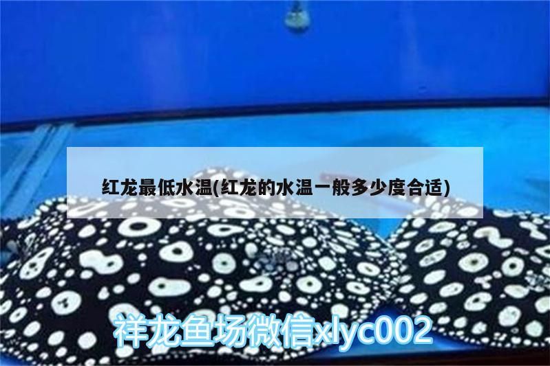 紅龍最低水溫(紅龍的水溫一般多少度合適) 紅龍最低水溫(紅龍的水溫一般多少度合適) 觀賞魚(yú)百科